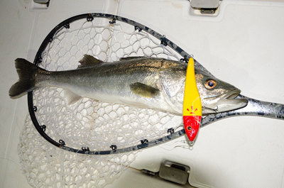 シーバス(スズキ)