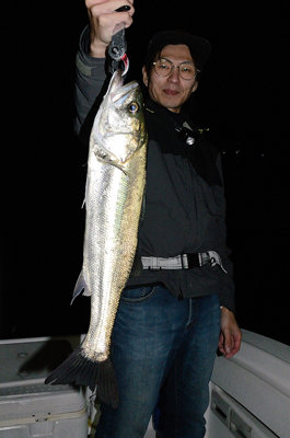 シーバス(スズキ)