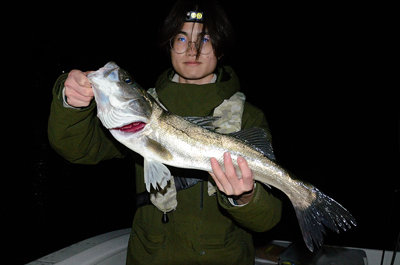 シーバス(スズキ)