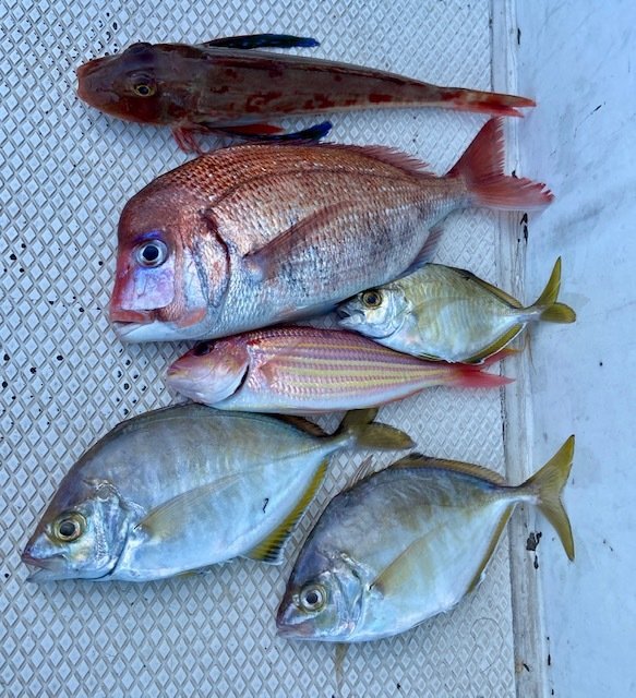 ハナダイ(チダイ)・カイワリ・イトヨリ(イトヨリダイ)・ホウボウ