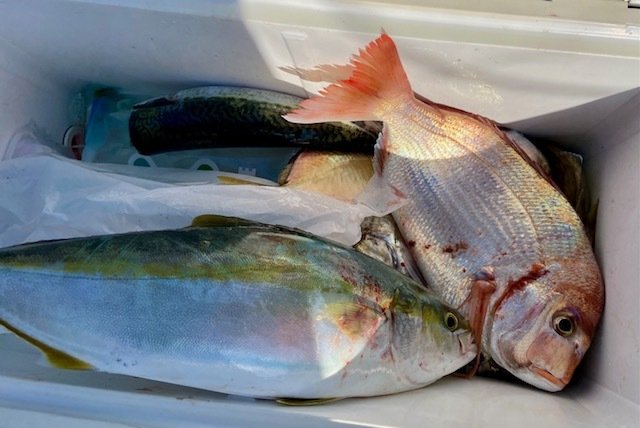 ハナダイ(チダイ)・イナダ(ブリ)