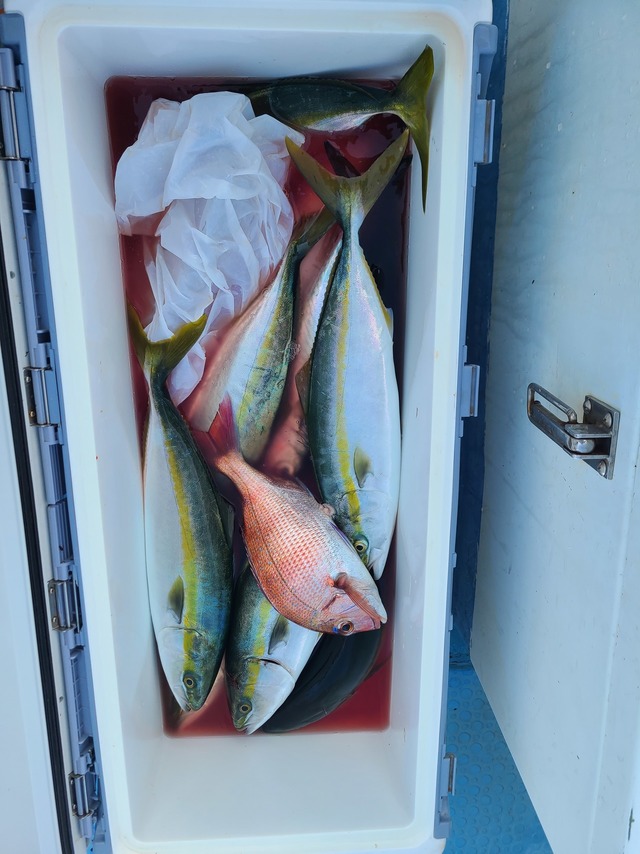 マダイ・イナダ(ブリ)・ワラサ(ブリ)