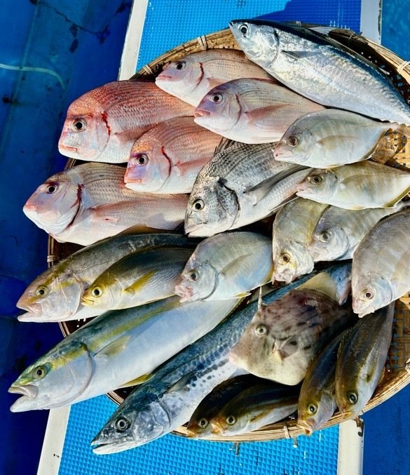 ハナダイ(チダイ)・カイワリ・イナダ(ブリ)・カンパチ・イサキ・サゴシ(サワラ)・カワハギ・ソーダガツオ(マルソウダ)