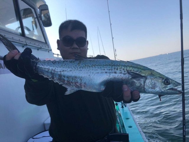 サゴシ(サワラ)