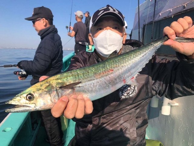 サゴシ(サワラ)