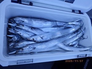 タチウオ