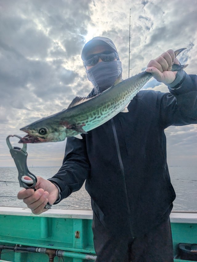 サゴシ(サワラ)