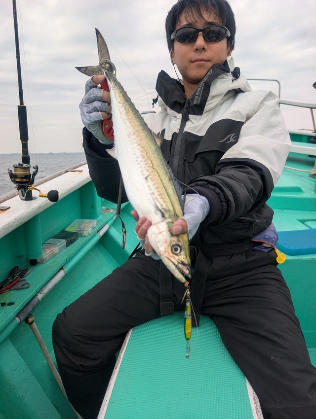 サゴシ(サワラ)