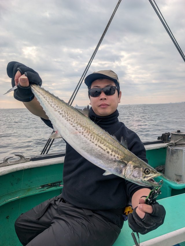 サゴシ(サワラ)