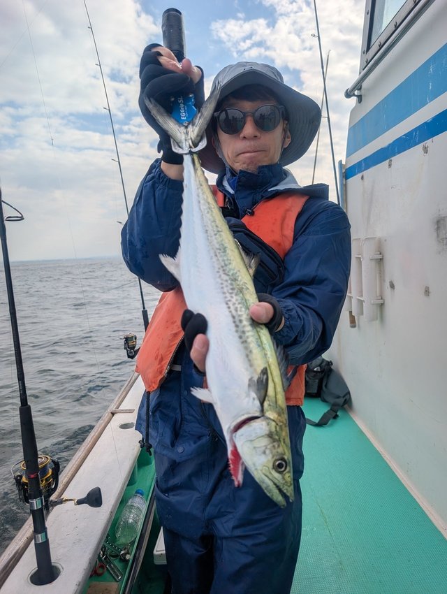 サゴシ(サワラ)