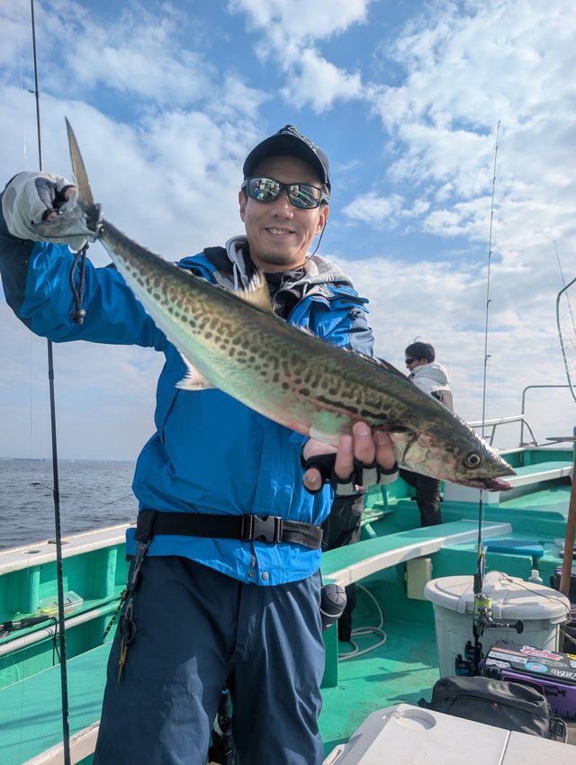 サゴシ(サワラ)