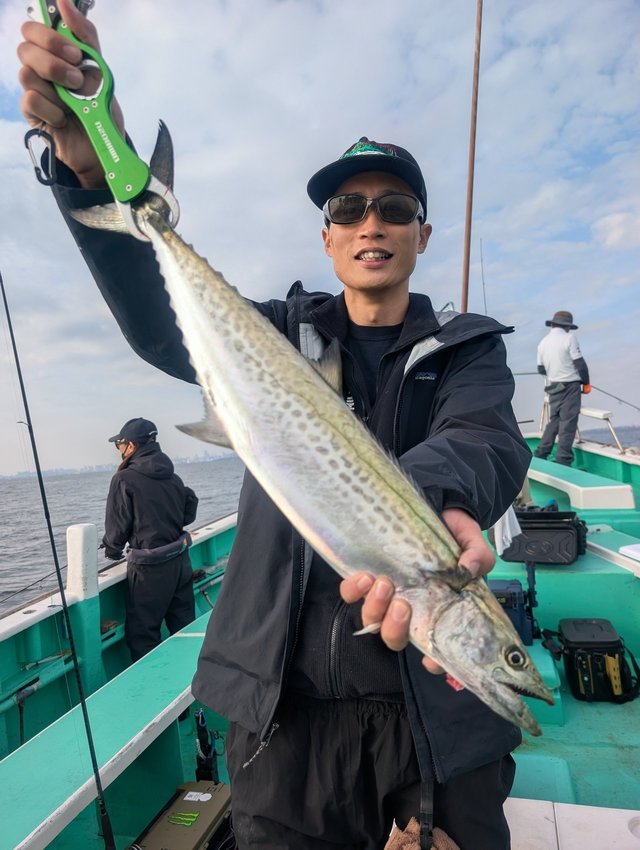 サゴシ(サワラ)