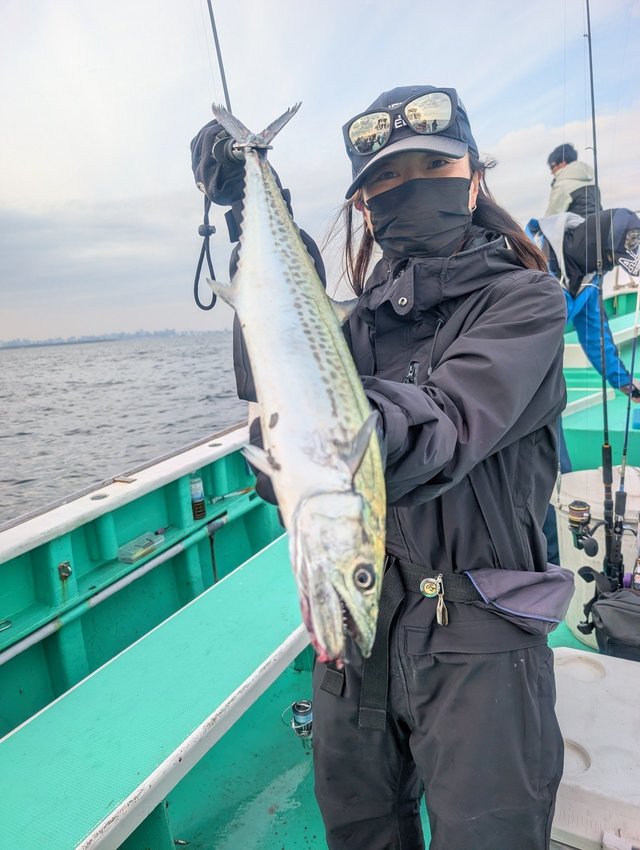 サゴシ(サワラ)