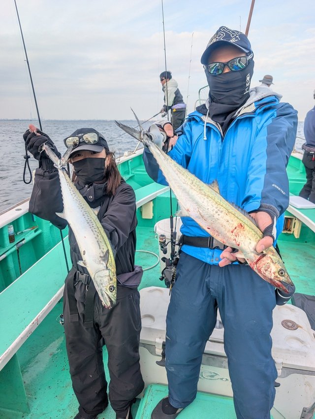 サゴシ(サワラ)