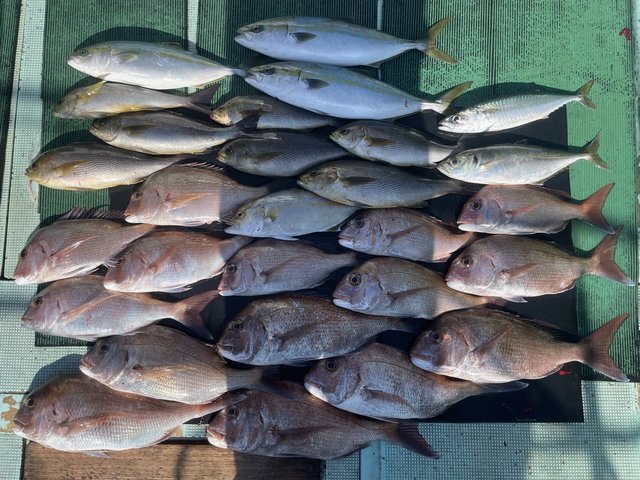 マダイ・ハマチ(ブリ)・シオ(カンパチ)・イサキ