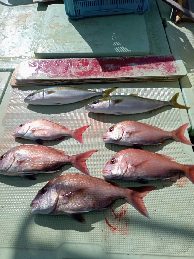 マダイ・ツバス(ブリ)