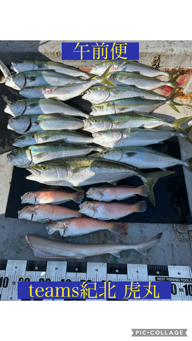 ブリ・メジロ(ブリ)・シロアマダイ・サメ(カスザメ)