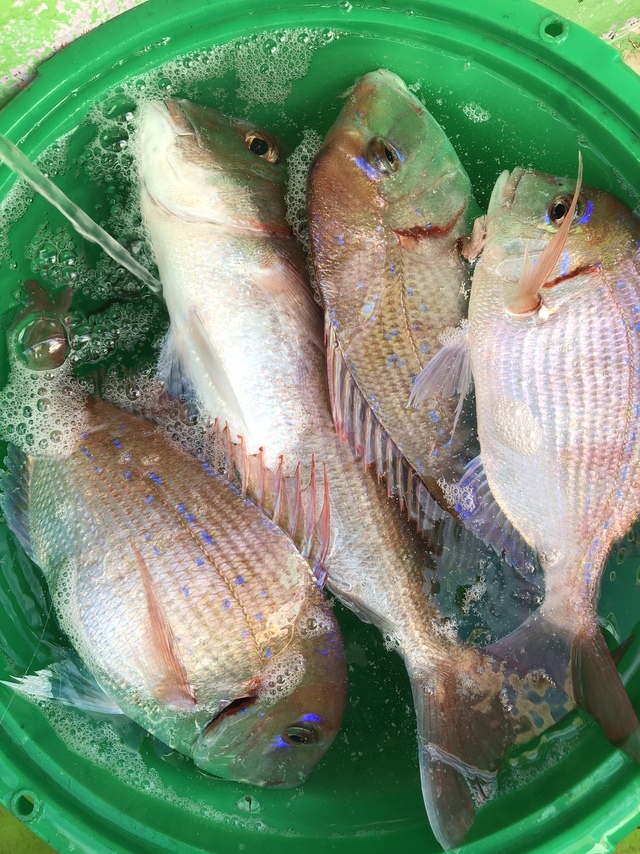 ハナダイ(チダイ)