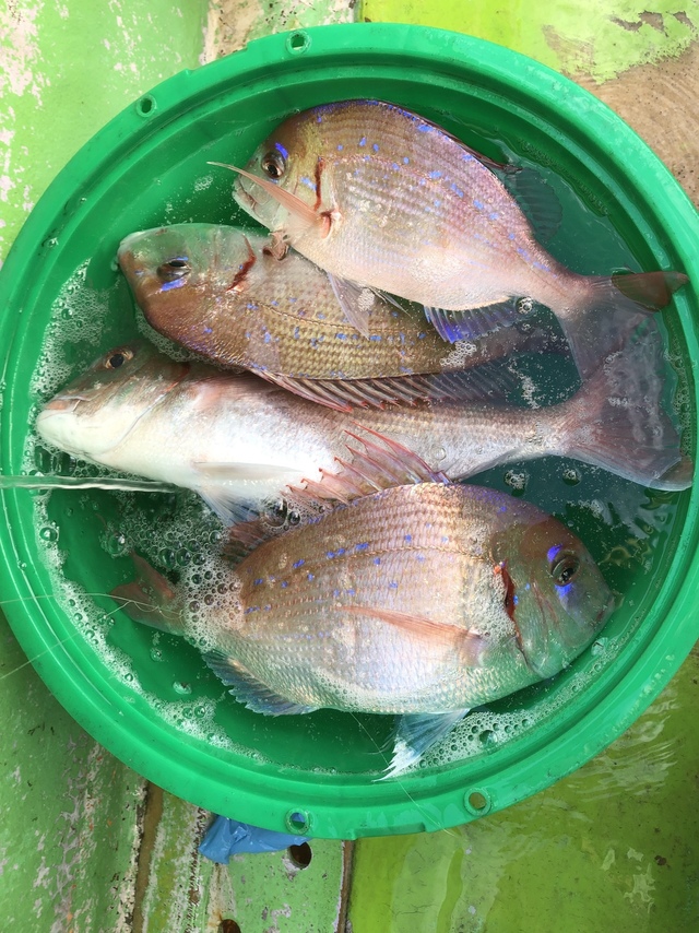 ハナダイ(チダイ)