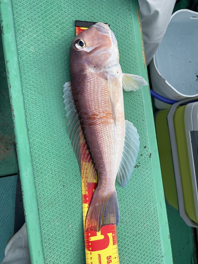 アマダイ(アカアマダイ)