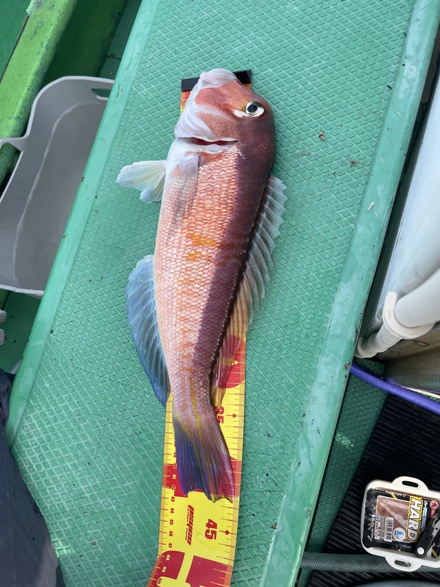 アマダイ(アカアマダイ)