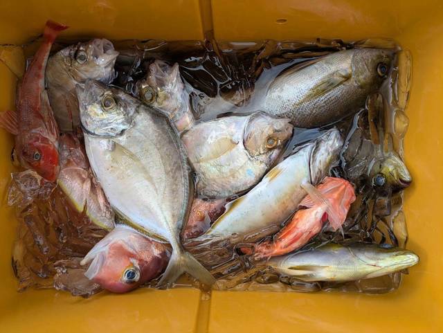 カイワリ・イサキ・アマダイ(アカアマダイ)