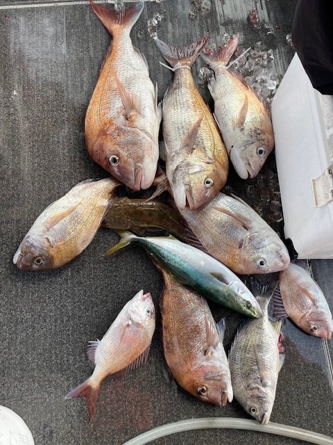 マダイ・ハマチ(ブリ)