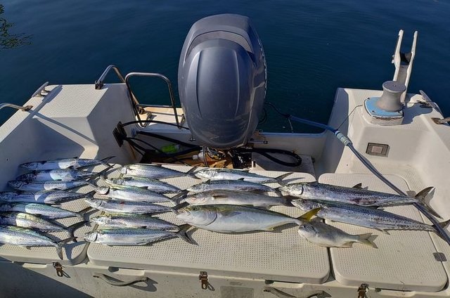 キビレ(キチヌ)・スズキ・メジロ(ブリ)・サワラ・サゴシ(サワラ)