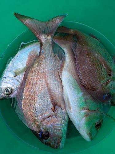 マダイ・カイワリ