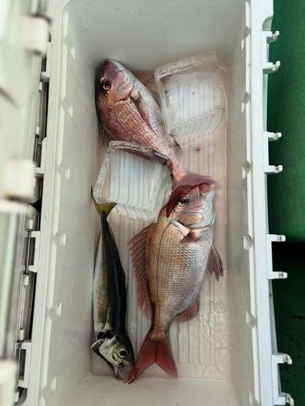 マダイ・アジ(マアジ)