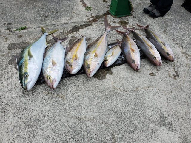 イナダ(ブリ)・ワラサ(ブリ)・カンパチ