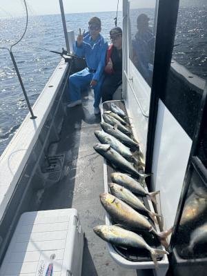 ツバス(ブリ)・メジロ(ブリ)・シオ(カンパチ)・ヤイトガツオ(スマ)