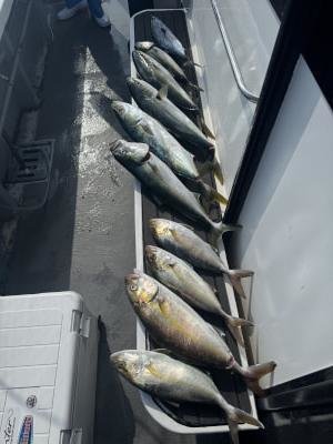 ツバス(ブリ)・メジロ(ブリ)・シオ(カンパチ)・ヤイトガツオ(スマ)