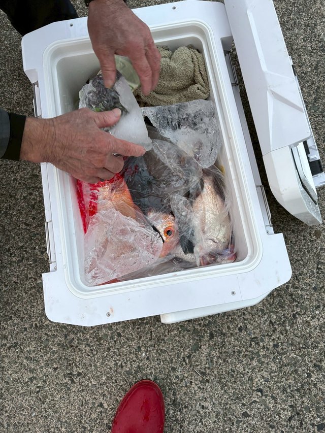 レンコ(キダイ)