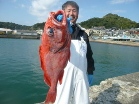 ベニアコウ(オオサガ)