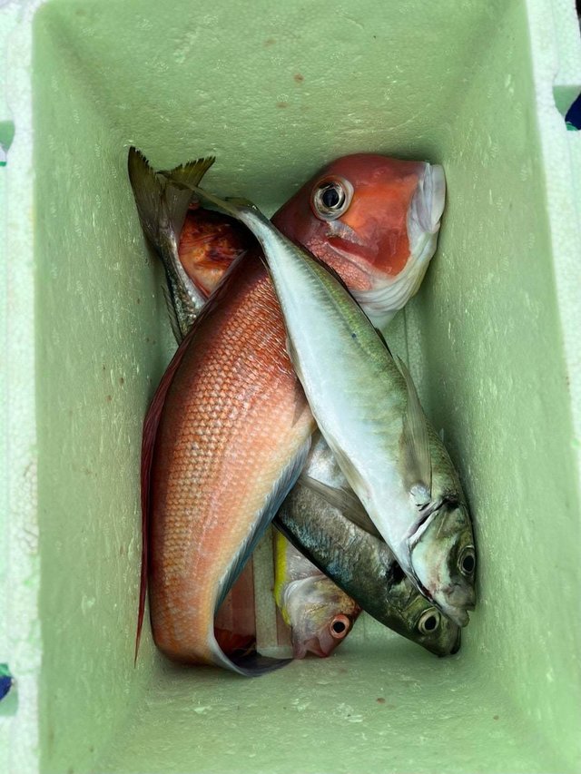 アジ(マアジ)・アマダイ(アカアマダイ)