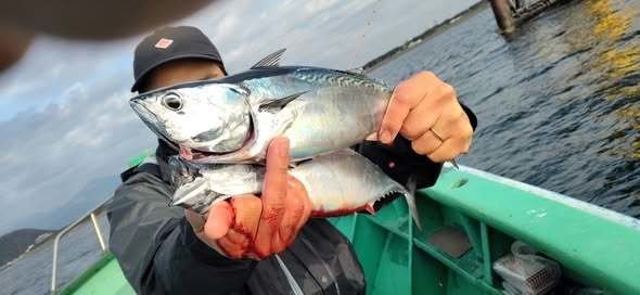 ソーダガツオ(マルソウダ)