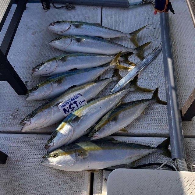 ハマチ(ブリ)・タチウオ