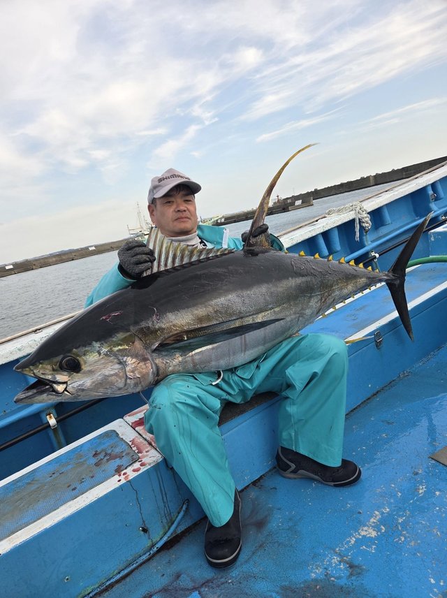 キハダマグロ(キハダ)