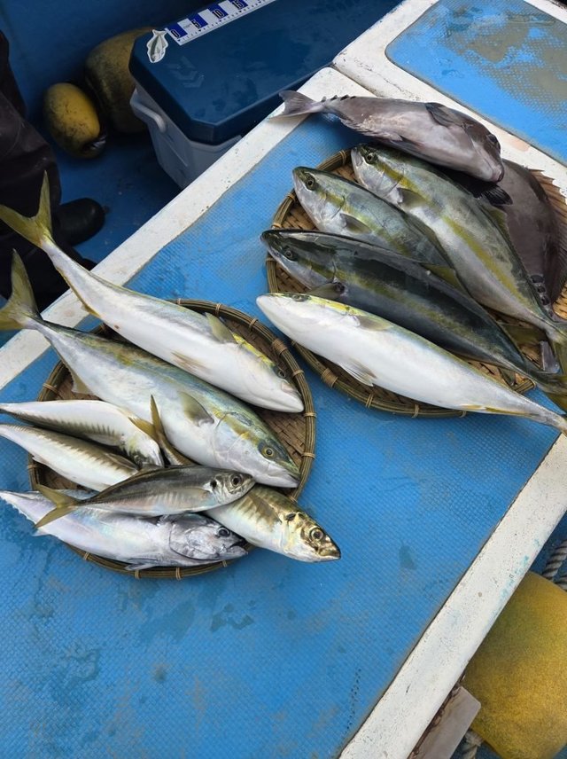 アジ(マアジ)・イナダ(ブリ)