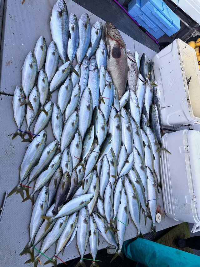 アラ・ワラサ(ブリ)・ヤズ(ブリ)・ヒラマサ・コシナガ