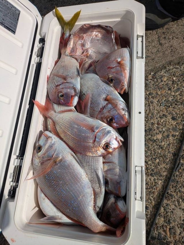 ハナダイ(チダイ)