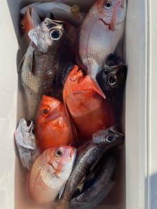 ハナダイ(チダイ)・キントキ(チカメキントキ)・クロムツ