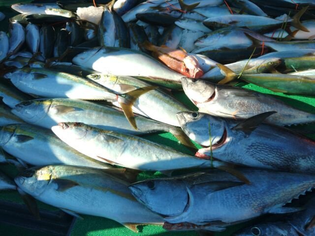 ブリ・ヒラマサ・カンパチ・ヨコスジフエダイ・コシナガ