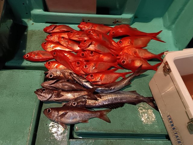 クロムツ・キンメ(キンメダイ)