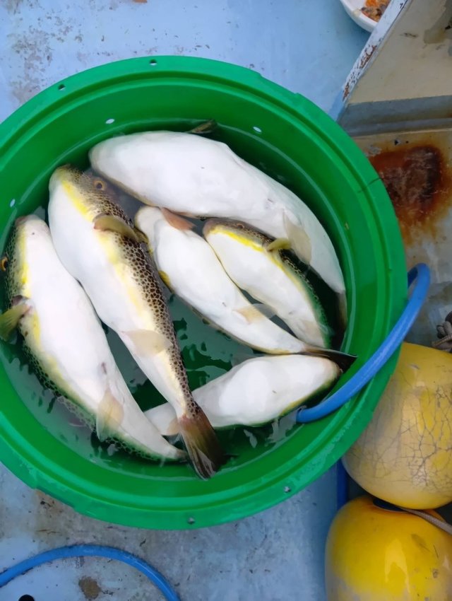 ショウサイフグ