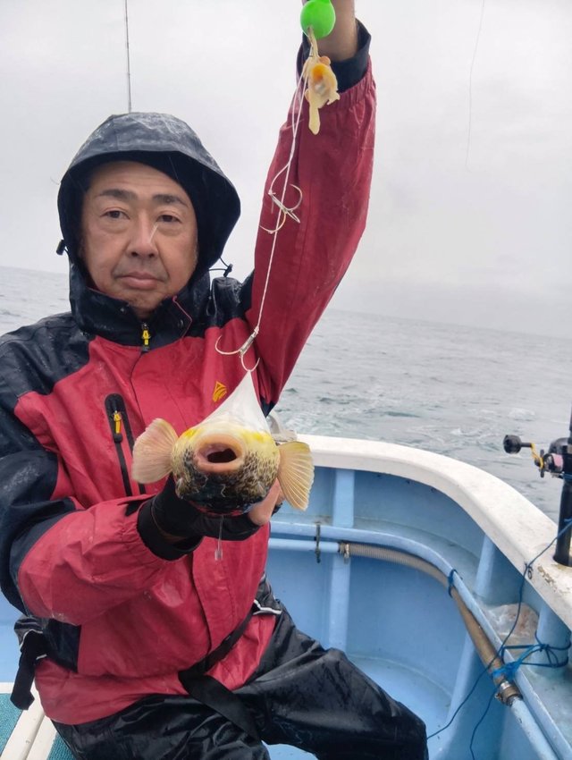 ショウサイフグ