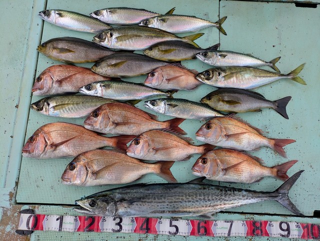 タイ(マダイ)・アジ(マアジ)・イサギ(イサキ)・マサバ・サワラ