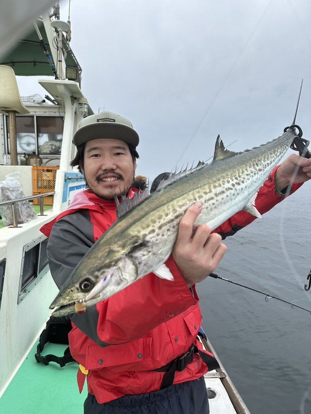 サゴシ(サワラ)