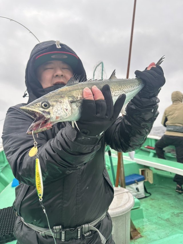 サゴシ(サワラ)